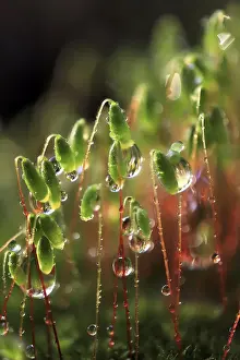 Macro Photography Germany Prints: Mosses in the evening after the rain
