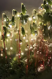 Macro Photography Germany Prints: Mosses in the evening after the rain