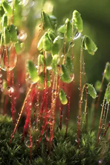 Deserted Evening Atmosphere Prints: Mosses in the evening after the rain