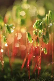Close Up Moss Growth Prints: Mosses in the evening after the rain