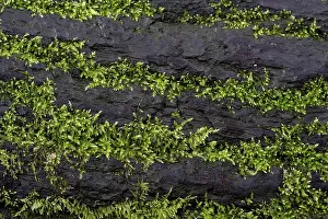 Moss Covered Tree Trunk Prints: Mosses growing on a tree trunk