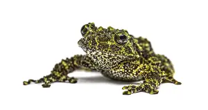 Theloderma Corticale Prints: Mossy frog, Theloderma corticale