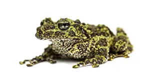 Theloderma Corticale Prints: Mossy frog, Theloderma corticale