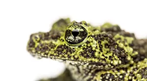 Close Up Photo Prints: Mossy frog, Theloderma corticale