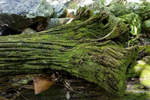 Close Up Nature Scene Prints: Mossy lying tree trunk, tree, lying