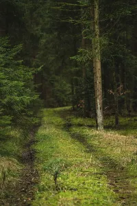 Overgrown With Moss Pictures Prints: Mossy path in the Black Forest, Germany