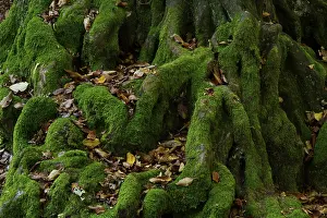 Moss Covered Leaves Prints: Mossy roots