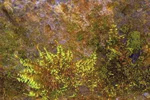 Central Europe Moss Growth Prints: Mossy sand-lime brick, background structure