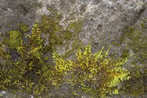 Bavaria Architecture Prints: Mossy sand-lime brick, background structure