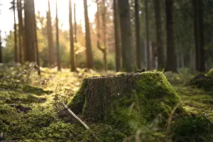 Moss Covered Trees Prints: Mossy tree stump in the evening light
