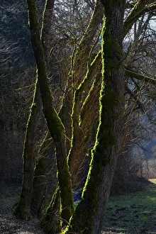 Overgrown With Moss Trees Prints: Mossy trees in backlight, AuseBtal