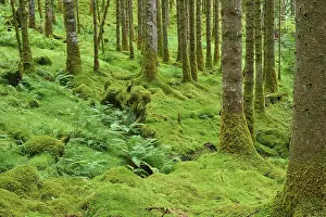 Prints of Mossy woodland with ferns under tall trees, Loch Awe, Scotland, United Kingdom, Great Britain Lake Prints: Mossy Woodland Print, Loch Awe, Scotland