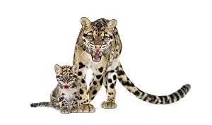 Feliformia Species Image Prints: Mother Clouded leopard and her cub