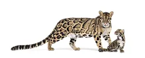 Wildcat Portrait Prints: Mother Clouded leopard and her cub