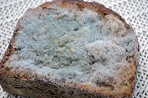 Mouldy Bread Prints: Mould on bread, mouldy bread