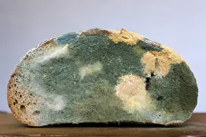 Mouldy Bread Prints: Mouldy bread