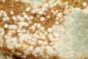 Wholemeal Bread Nutrition Prints: Mouldy bread