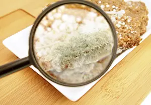Magnifying Glass Prints: Mouldy bread under magnifying glass