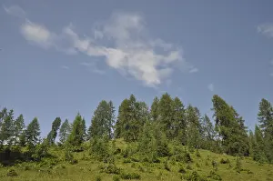 Mountain Forest Landscape Prints: Mountain forest, forest, tree, trees