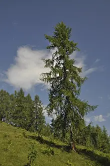 Mountain Forest Landscape Prints: Mountain forest, forest, tree, trees