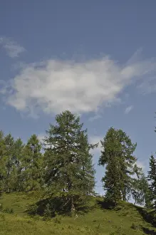 Mountain Forest Landscape Prints: Mountain forest, forest, tree, trees
