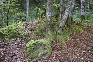 Mountain Forest Landscape Prints: Mountain forest, forest, tree, trees