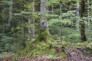 Travel Photography Alps Prints: Mountain forest, forest, tree, trees