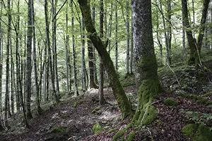 Uninhabited Mountain Scenery Prints: Mountain forest, forest, tree, trees