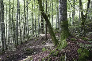 Mountain Forest Landscape Prints: Mountain forest, forest, tree, trees