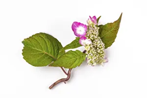 Studio Shot Blossom Prints: Mountain hydrangea (Hydrangea serrata)