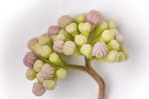 Hydrangea Serrata Prints: Mountain hydrangea (Hydrangea serrata)