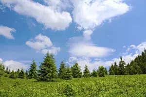 Coniferous Tree Scenery Prints: Mountain meadow
