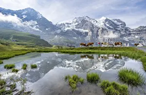 Swiss Alps Mountain View Prints: Mountain panorama with peaks Eiger