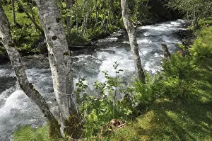 Birch Tree Landscape Prints: Mountain stream, mountain stream