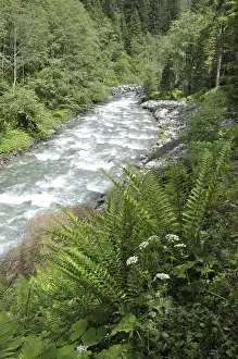 Mountain Creek Europe Prints: Mountain stream, mountain stream