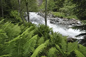 Mountain Stream Prints: Mountain stream, mountain stream
