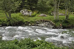 Mountain Torrent Waterfall Prints: Mountain stream, mountain stream