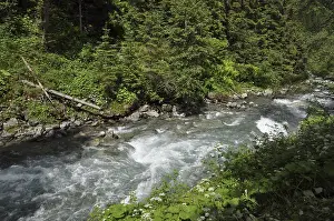 Mountain Stream Prints: Mountain stream, mountain stream