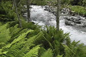 Mountain Torrent Water Flow Prints: Mountain stream, mountain stream