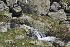 Mountain Stream Prints: Mountain stream, stream, Austria