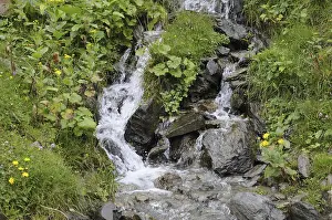 Nature Photography Alps Prints: Mountain stream, stream, mountain stream