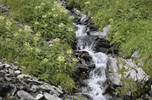 Mountain Stream Photography Prints: Mountain stream, stream, mountain stream