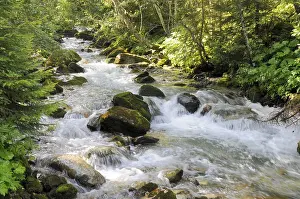 Wild River Scenery Prints: Mountain stream, stream, mountain stream
