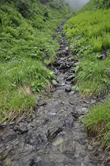 Mountain Torrent Prints: Mountain stream, stream, mountain stream