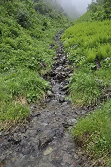 Wild River Photography Prints: Mountain stream, stream, mountain stream