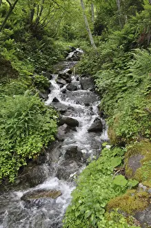 Mountain Torrent Photography Prints: Mountain stream, stream, mountain stream
