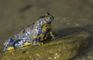 Natural Environment Photos Prints: Mountain toad, bombina variegata