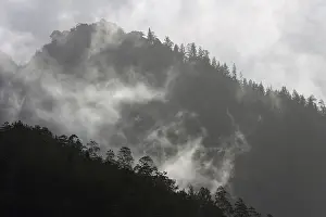 Backlit Tree Photography Prints: Mountains, covered with vegetation