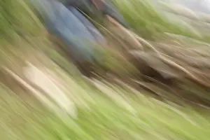 Blurred Motion Prints: Movement