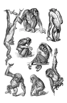 Movement Study, Apes Print, 19th Century